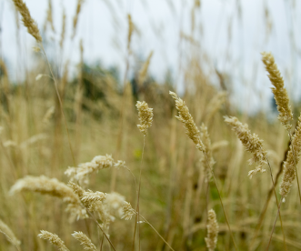 grass07