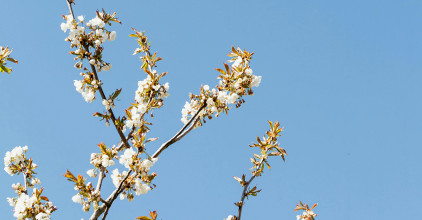 Blog 1200x627 Spring no text