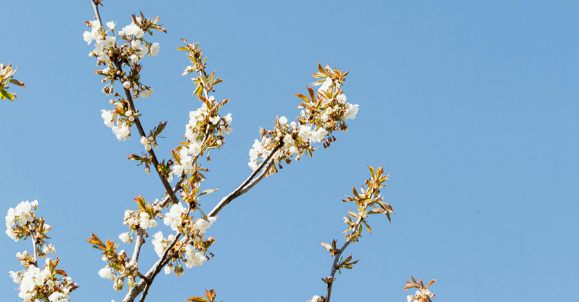 Blog 1200x627 Spring no text